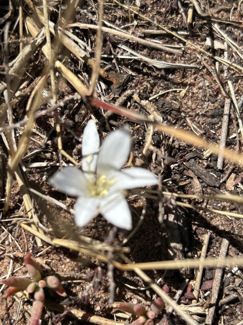 Apodolirion lanceolatum photo 3
