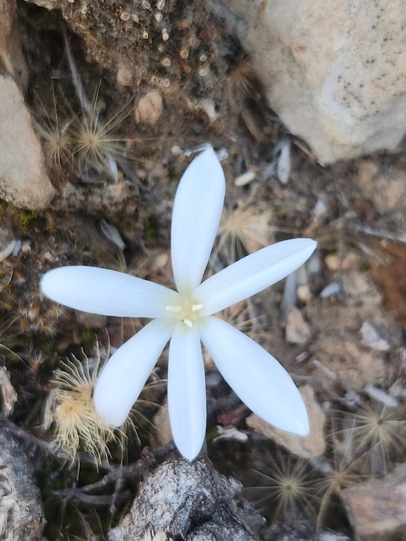 Apodolirion lanceolatum photo 4