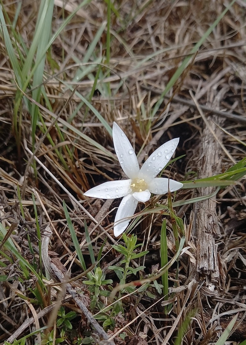 Apodolirion lanceolatum photo 5