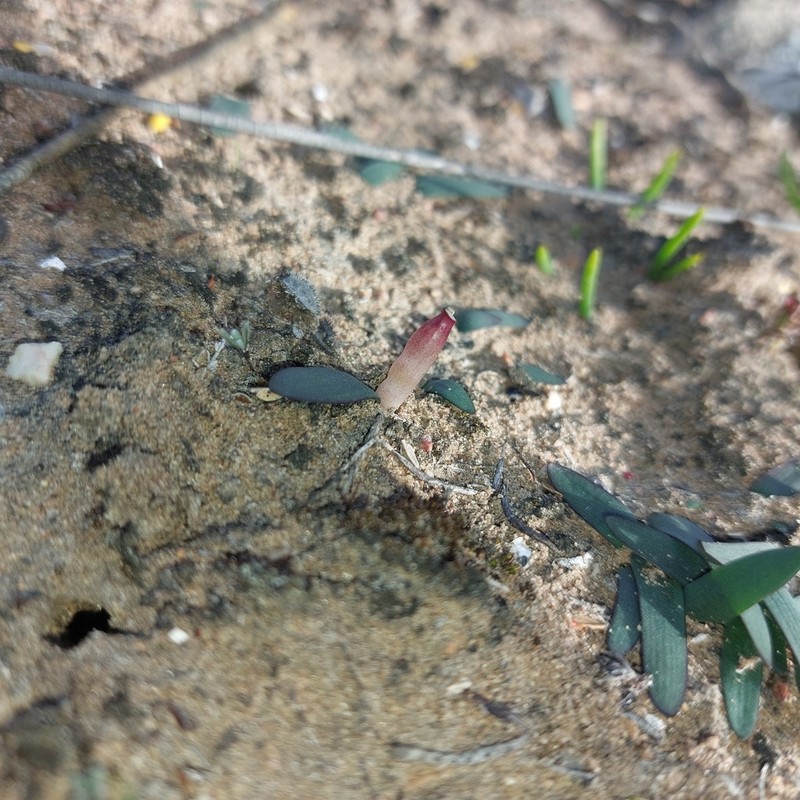 Apodolirion lanceolatum photo 6