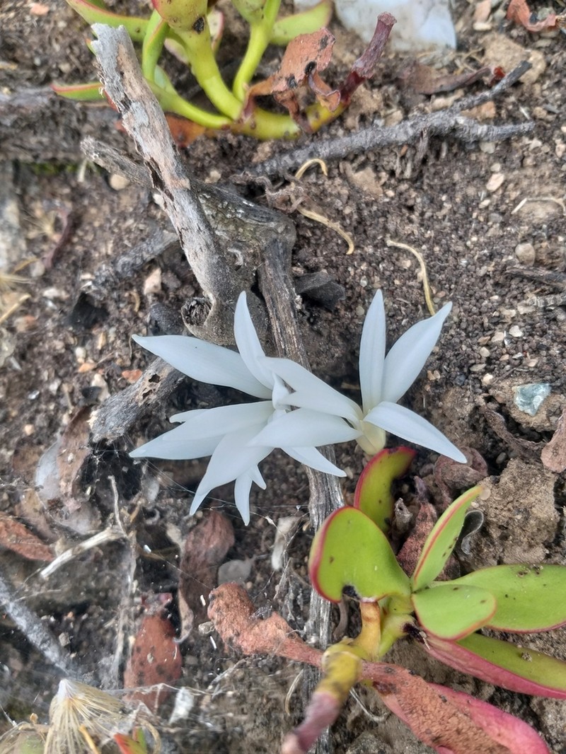 Apodolirion lanceolatum photo 7