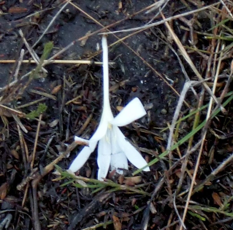 Apodolirion lanceolatum photo 8