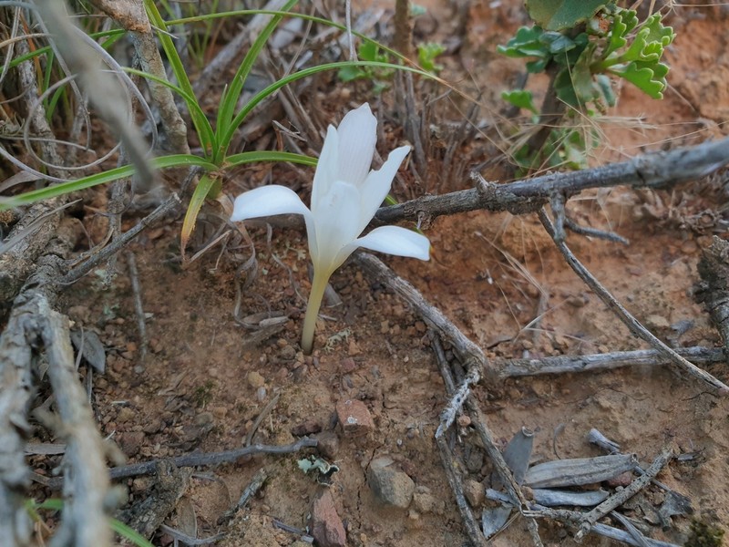 Apodolirion macowanii photo 2