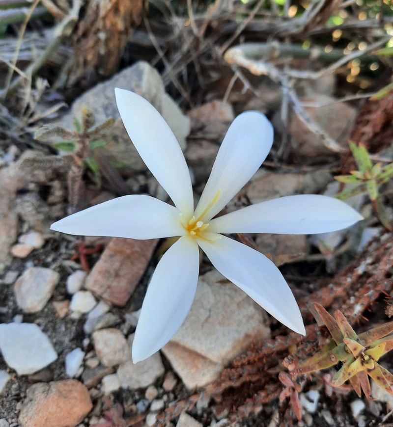Apodolirion macowanii photo 3