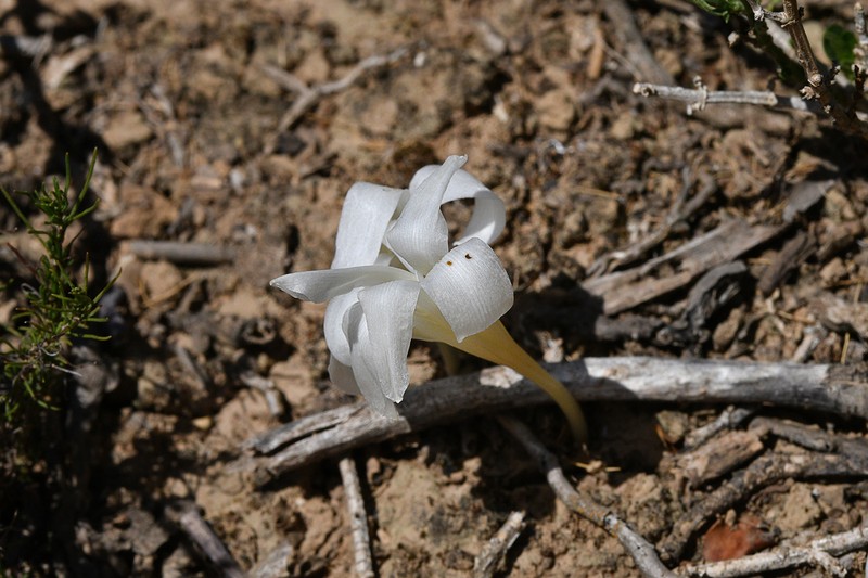 Apodolirion macowanii photo 4