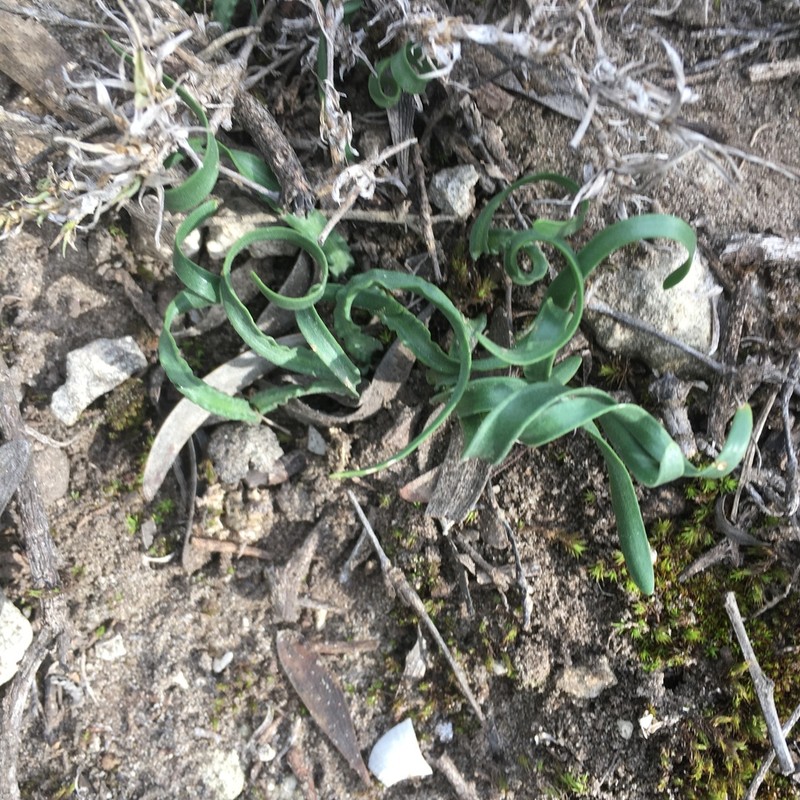 Apodolirion macowanii photo 5