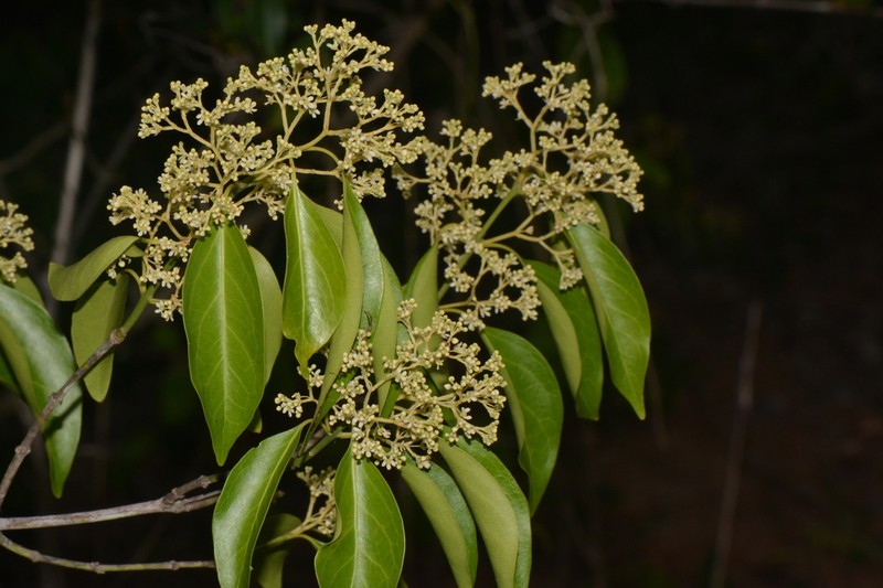 Apodostigma pallens