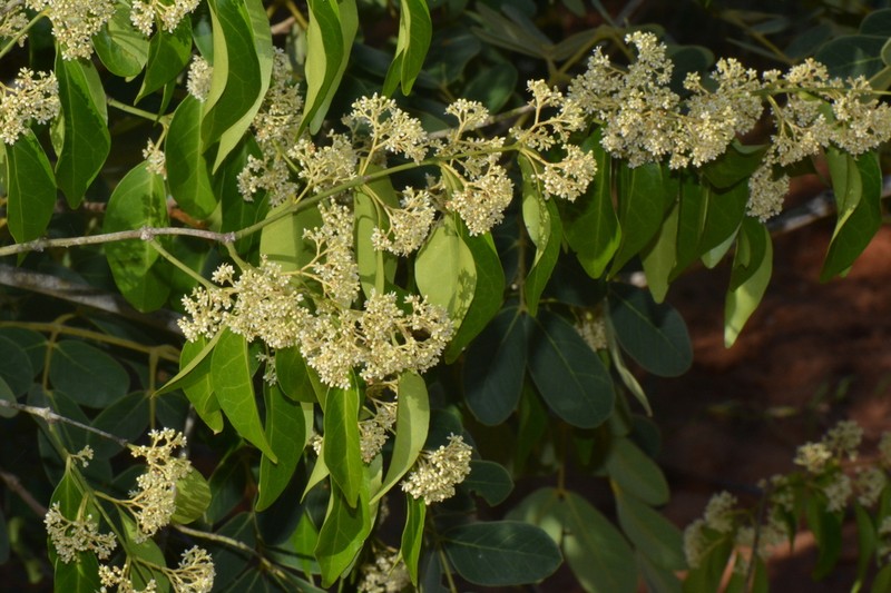 Apodostigma pallens photo 2