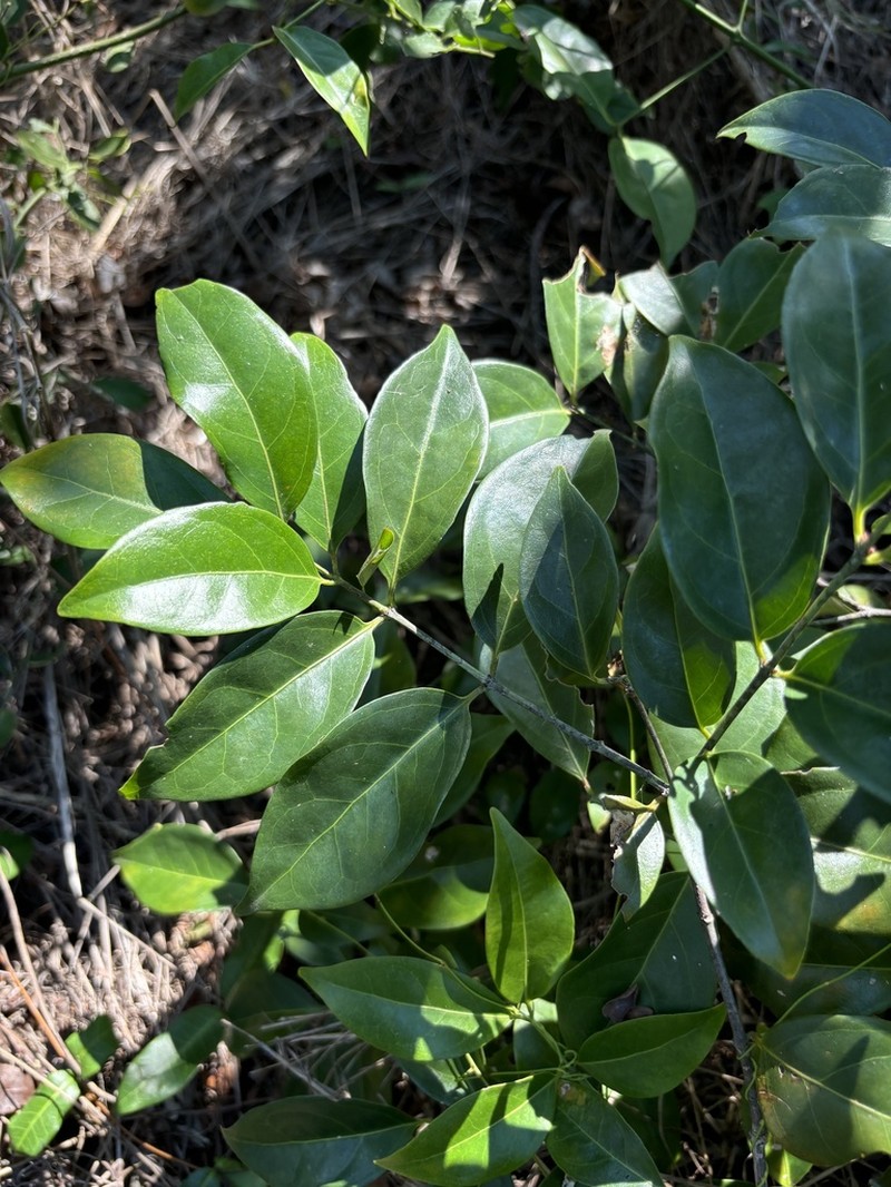 Apodostigma pallens photo 4