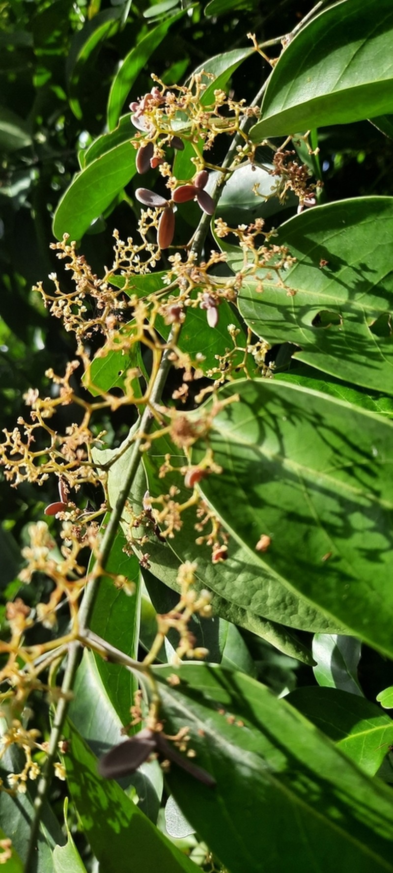 Apodostigma pallens photo 5