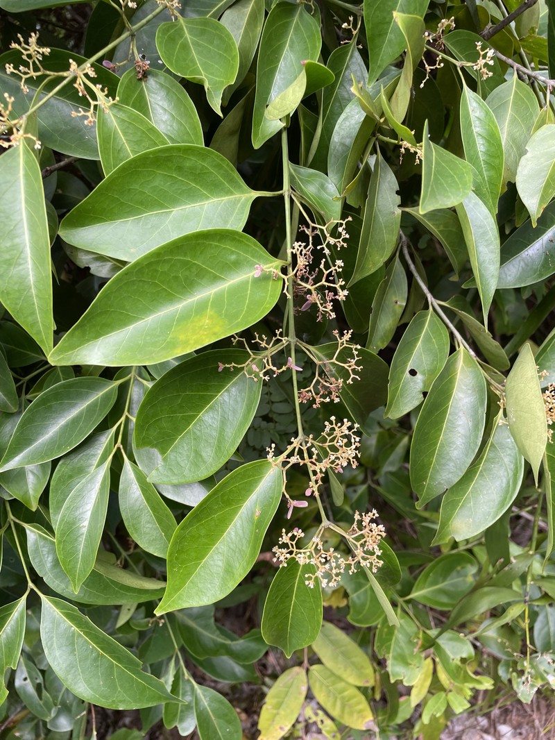 Apodostigma pallens photo 6