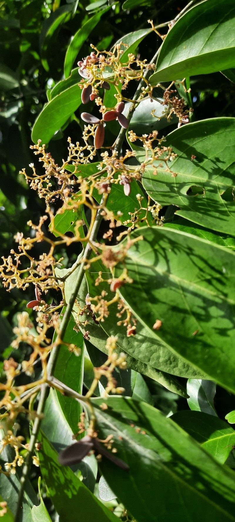 Apodostigma pallens photo 7
