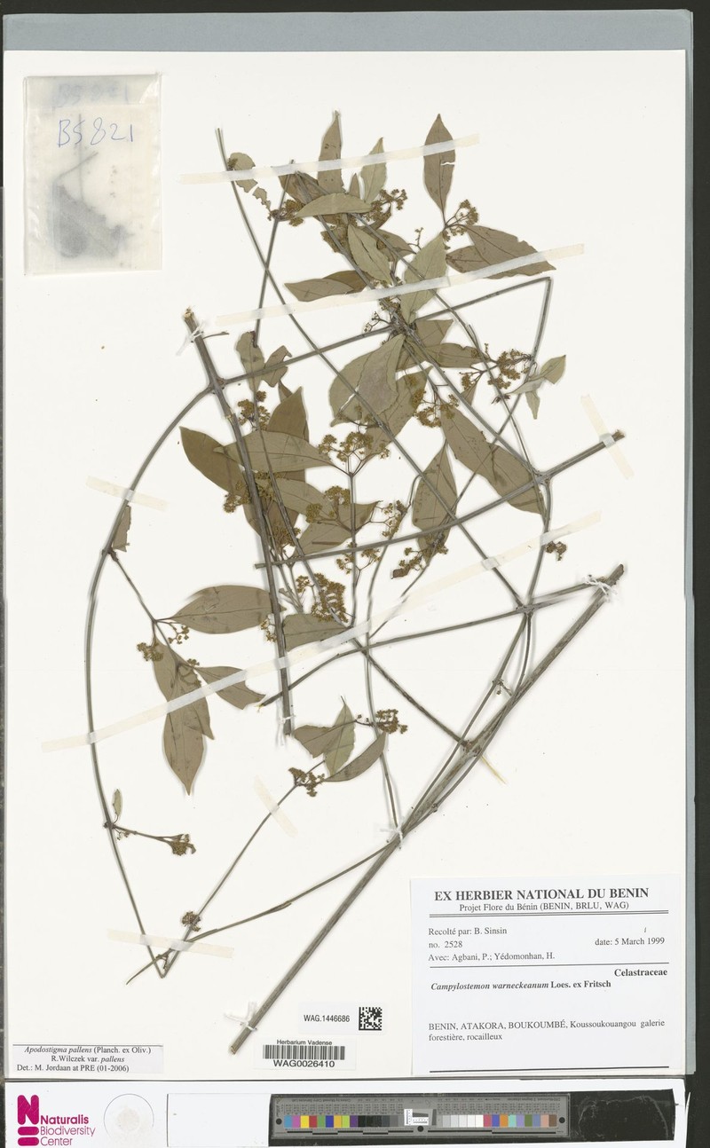 Apodostigma pallens var. pallens