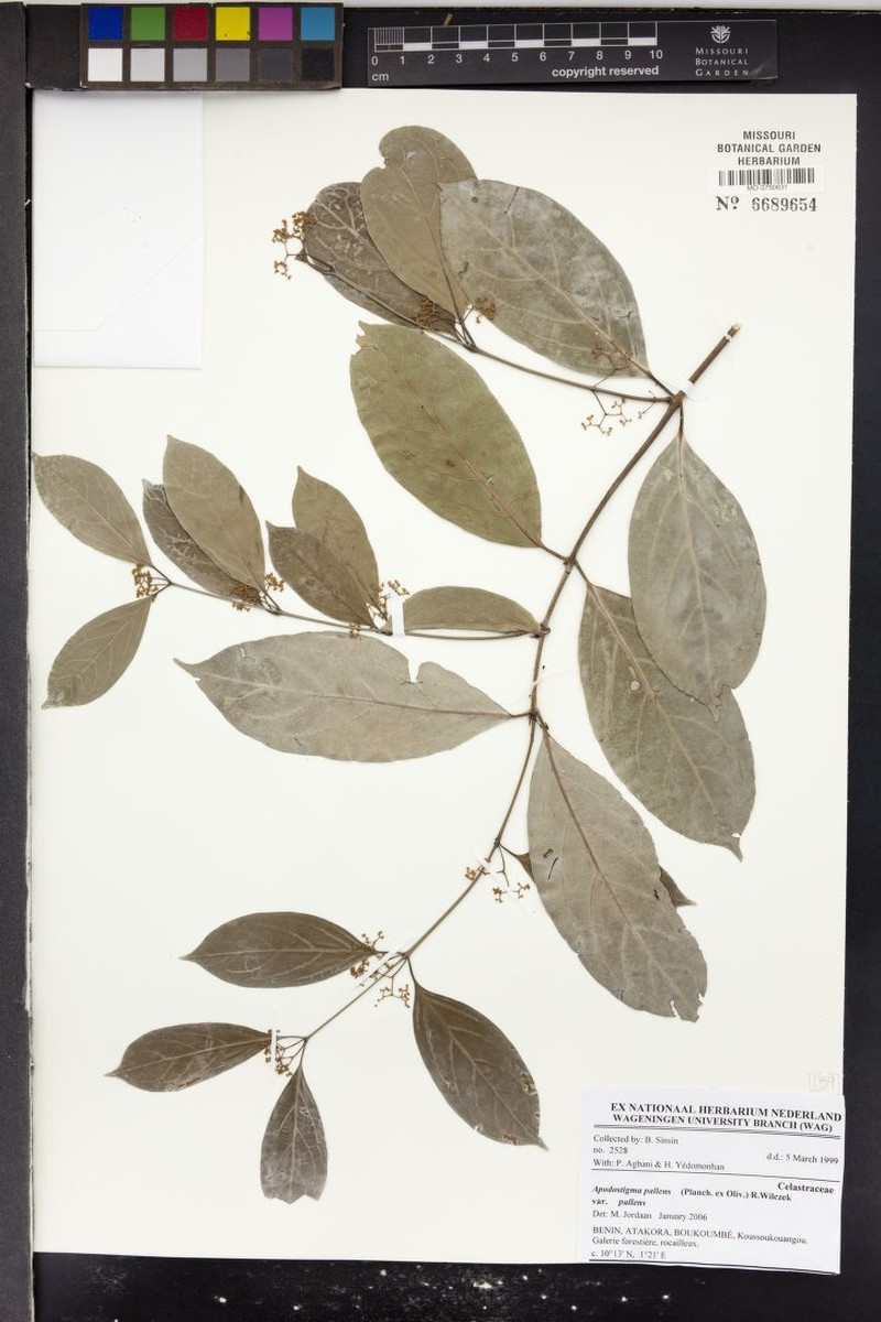 Apodostigma pallens var. pallens photo 2
