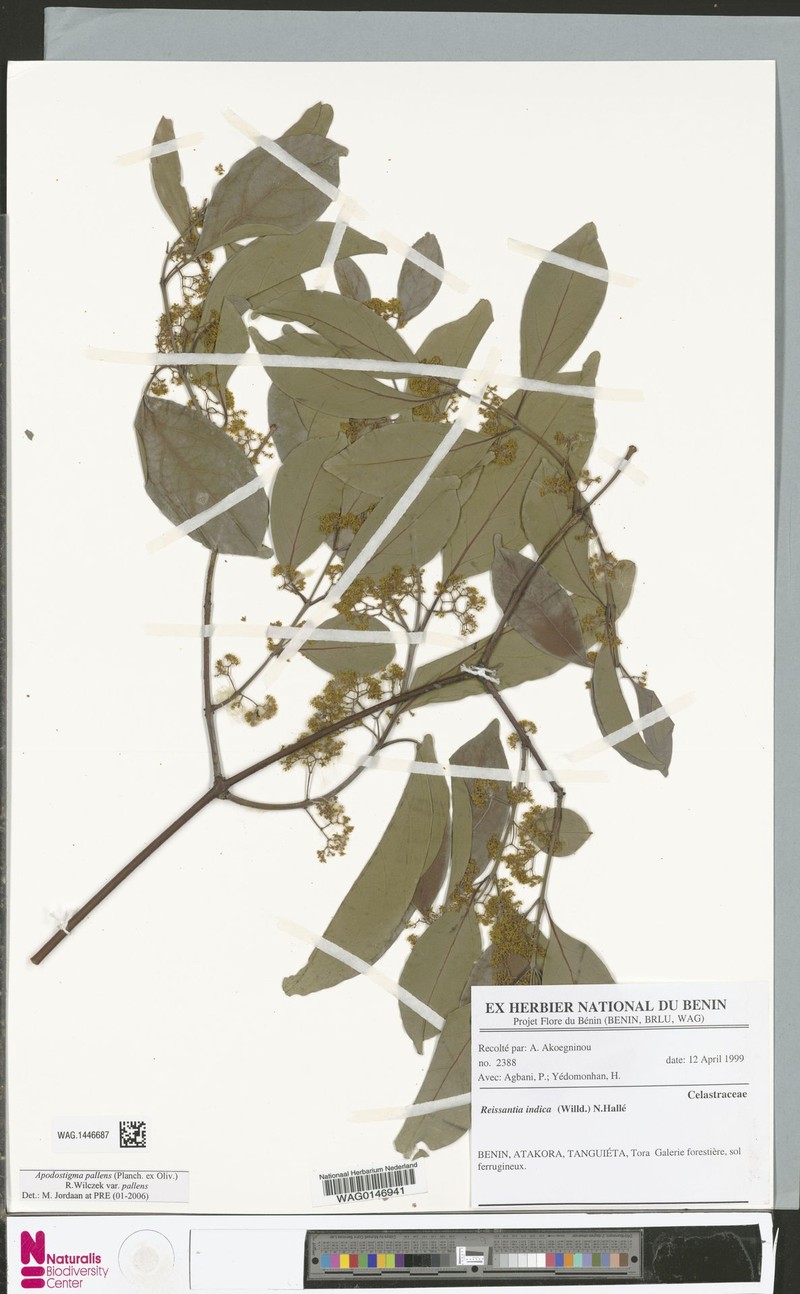 Apodostigma pallens var. pallens photo 3