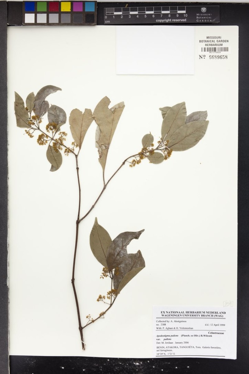 Apodostigma pallens var. pallens photo 4