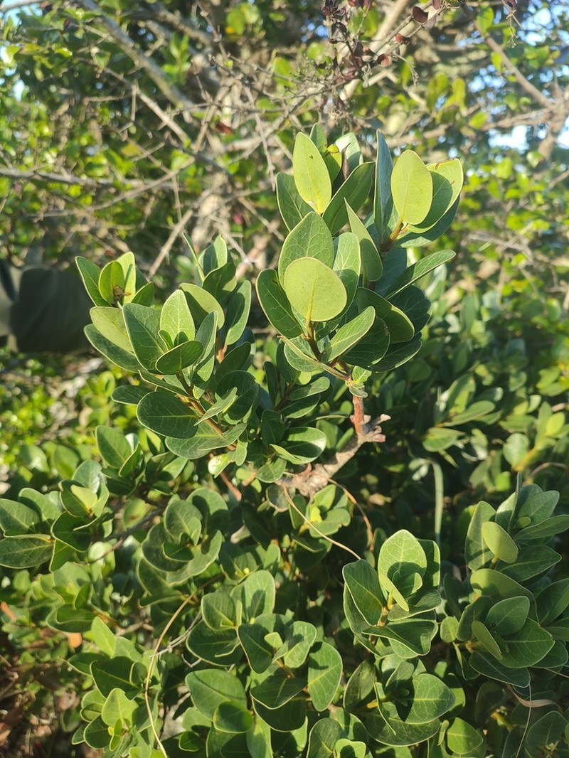 Apodytes abbottii