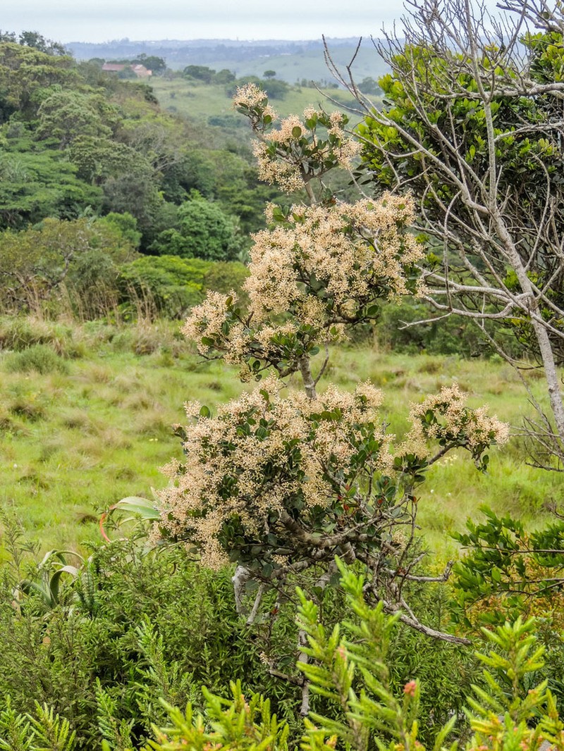 Apodytes abbottii photo 2