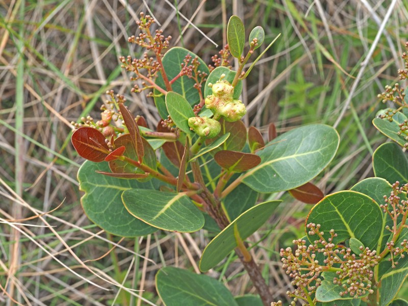 Apodytes abbottii photo 3