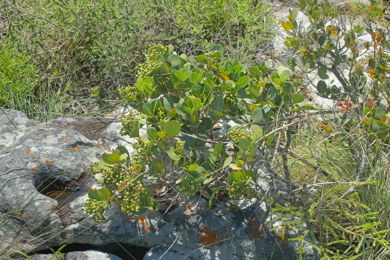 Apodytes abbottii photo 4