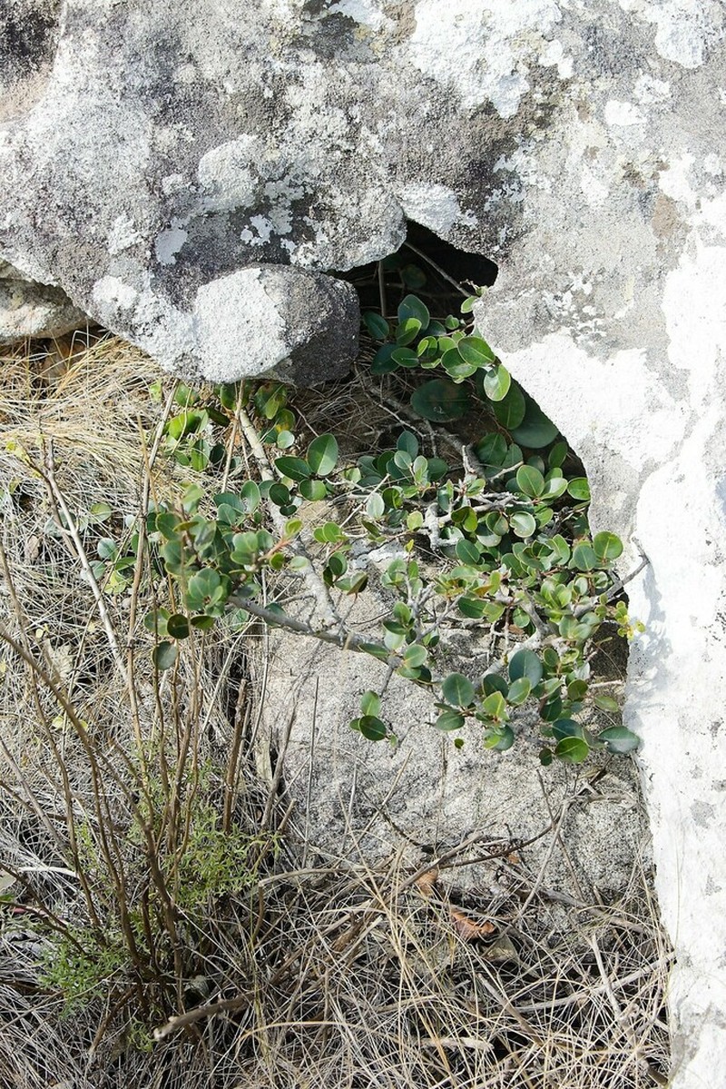 Apodytes abbottii photo 5