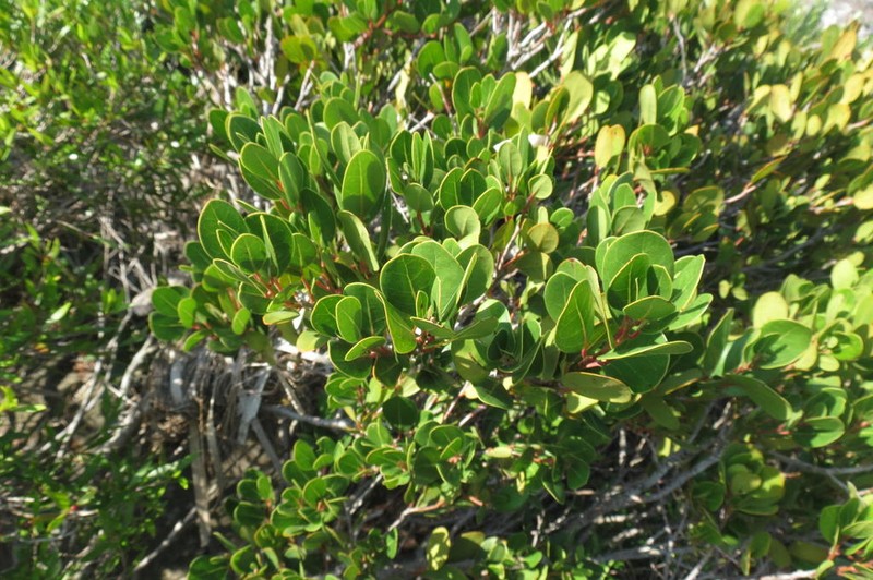 Apodytes abbottii photo 6