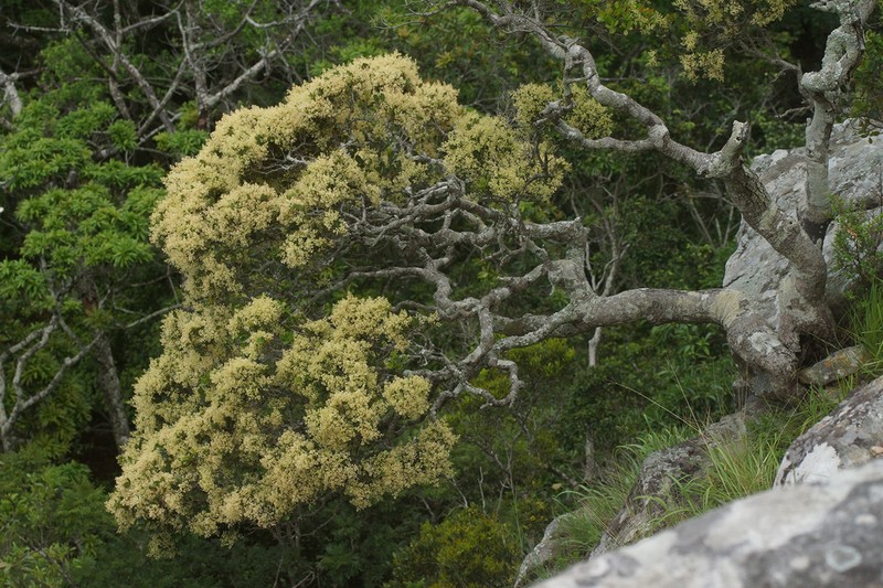 Apodytes abbottii photo 7