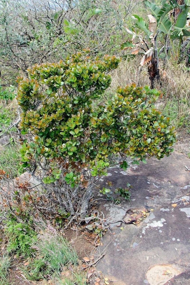 Apodytes abbottii photo 8