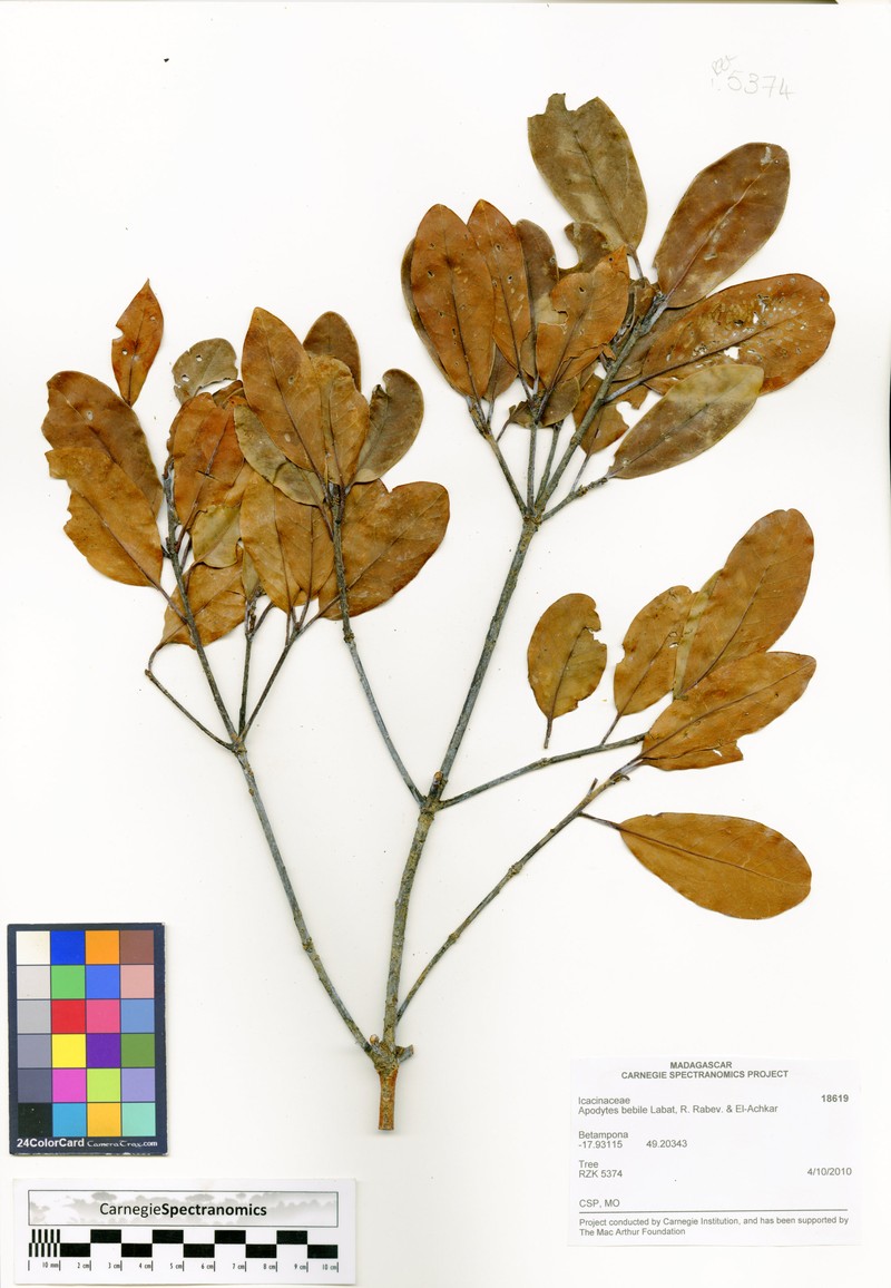 Apodytes bebile