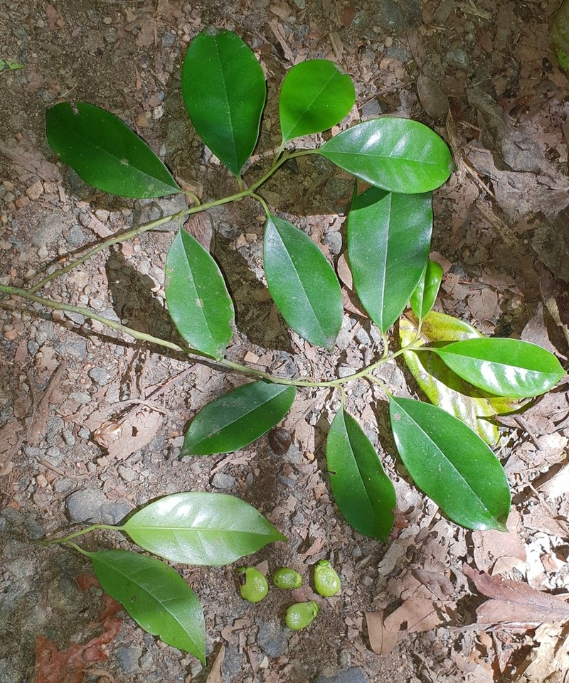 Apodytes brachystylis