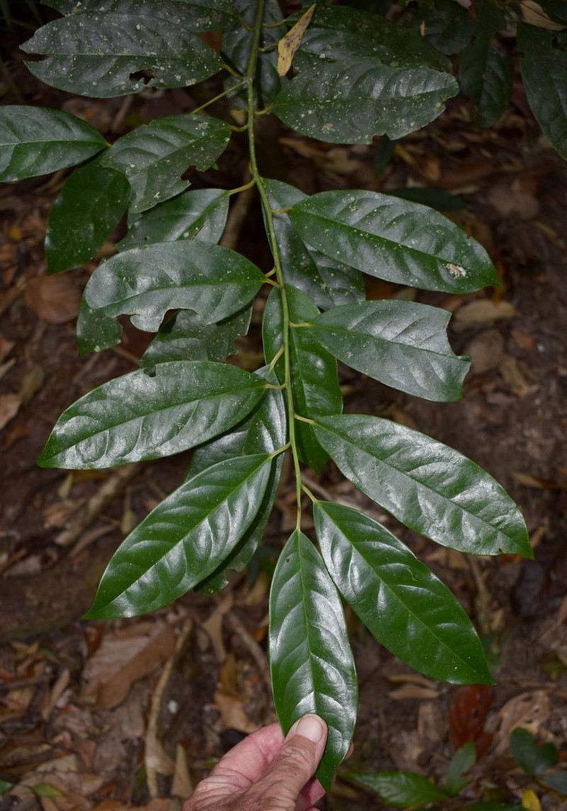 Apodytes brachystylis photo 2