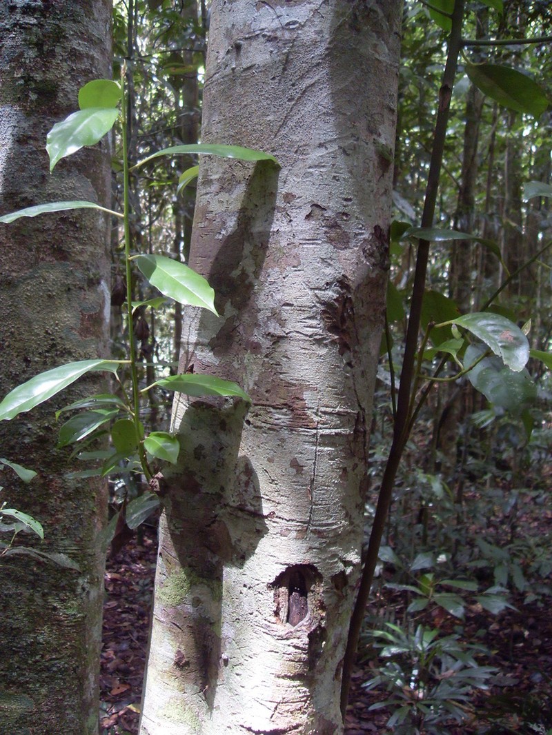 Apodytes brachystylis photo 3