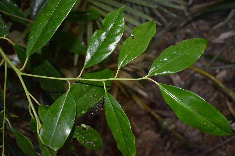 Apodytes brachystylis photo 4