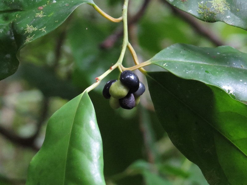 Apodytes brachystylis photo 6