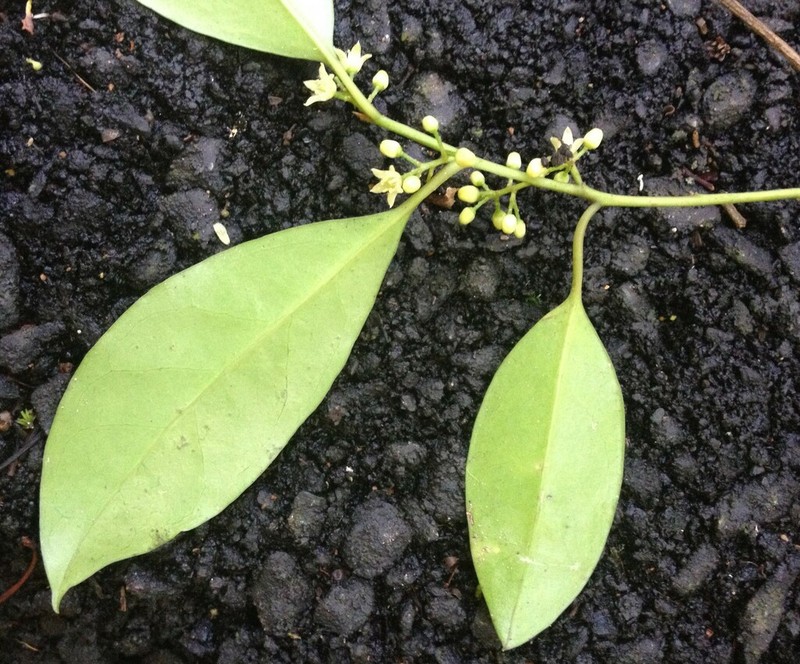 Apodytes brachystylis photo 8