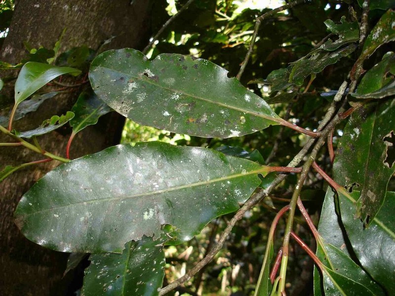 Apodytes clusiifolia