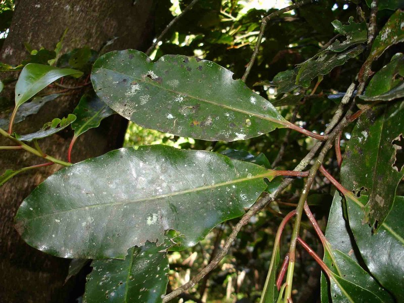 Apodytes clusiifolia photo 2