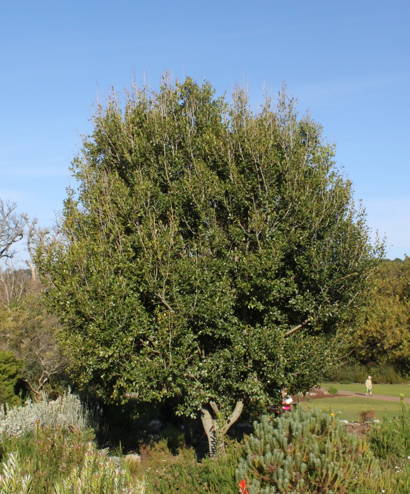 Apodytes dimidiata