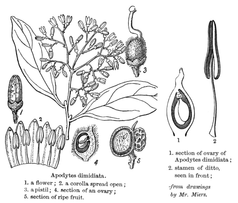 Apodytes dimidiata photo 2