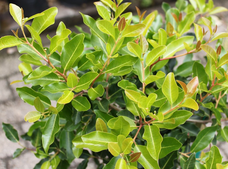 Apodytes dimidiata photo 3
