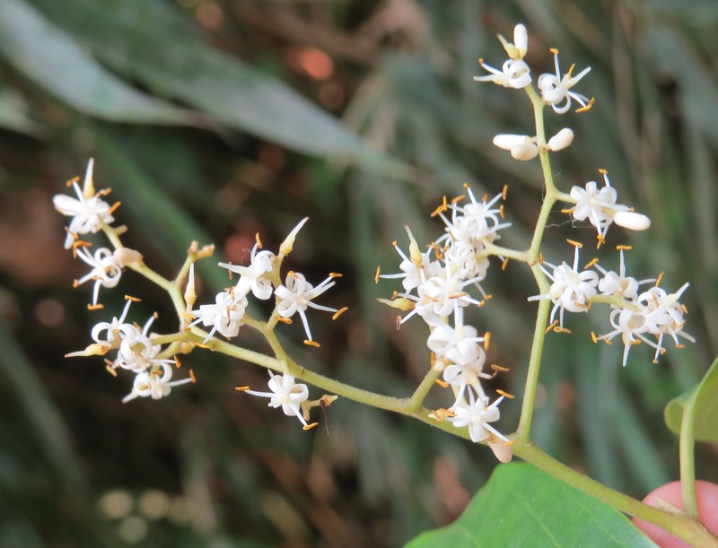 Apodytes dimidiata photo 4