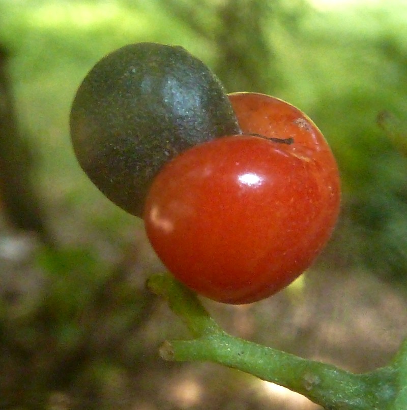 Apodytes dimidiata photo 5