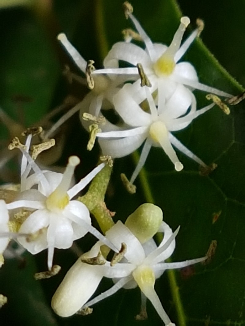 Apodytes dimidiata photo 6
