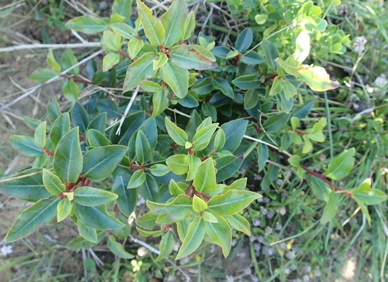 Apodytes dimidiata photo 7