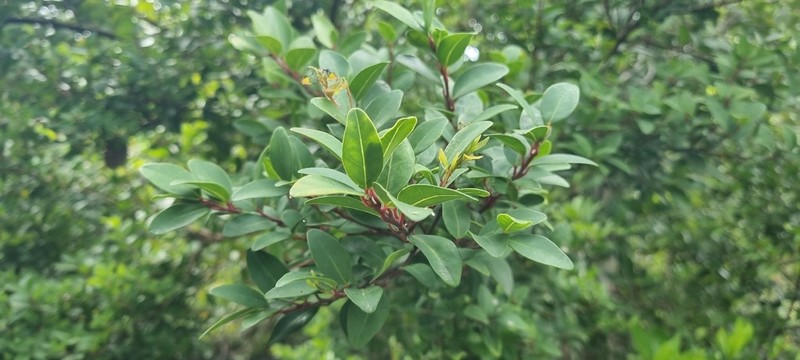 Apodytes geldenhuysii