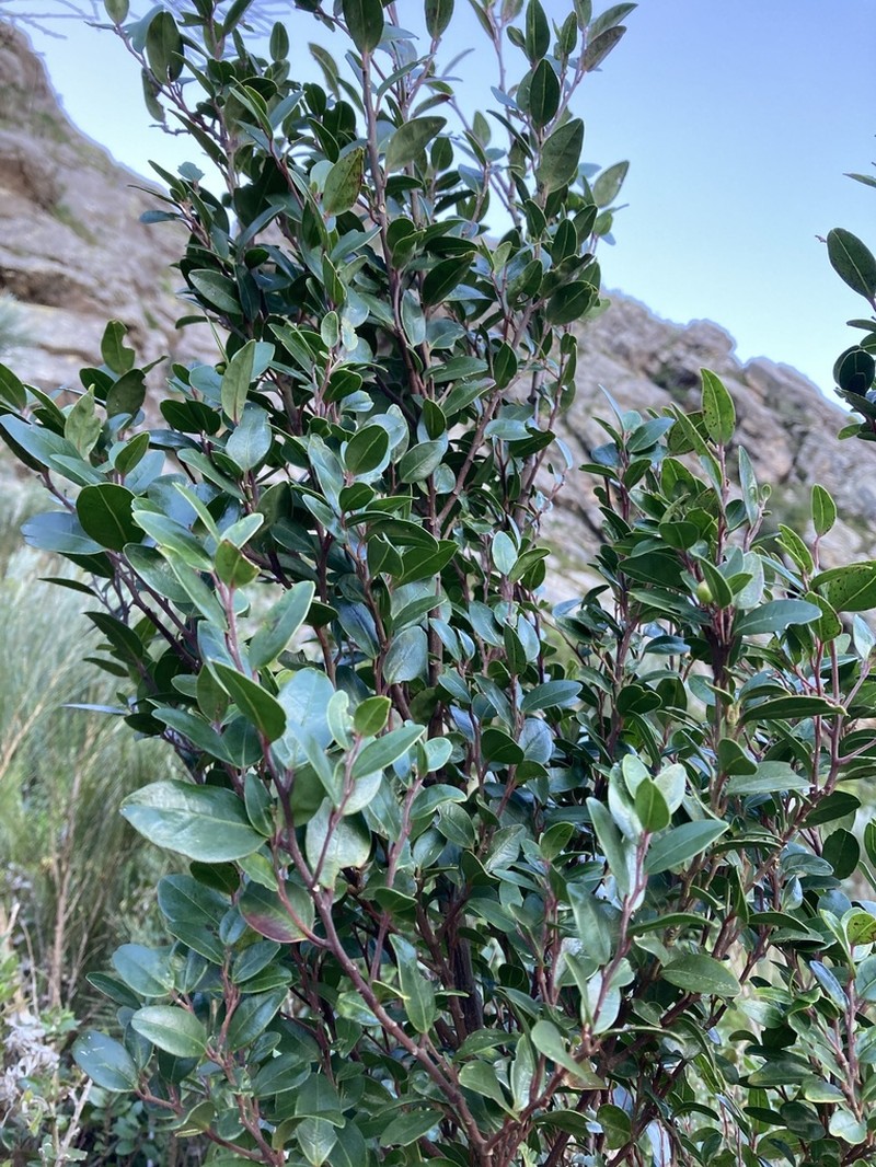 Apodytes geldenhuysii photo 2