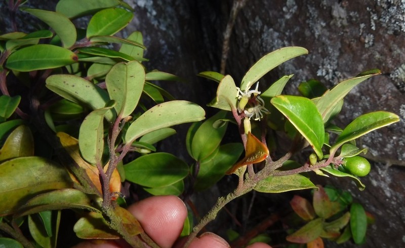 Apodytes geldenhuysii photo 3