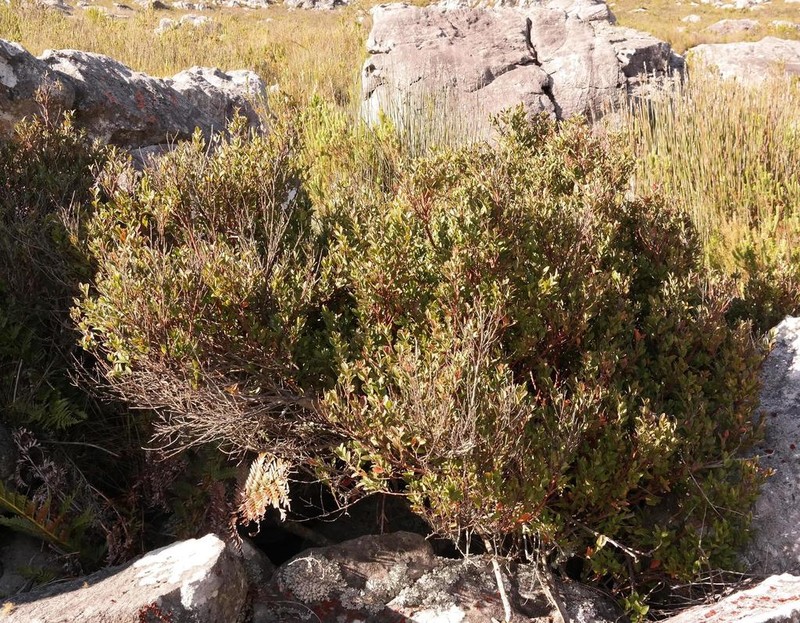 Apodytes geldenhuysii photo 4