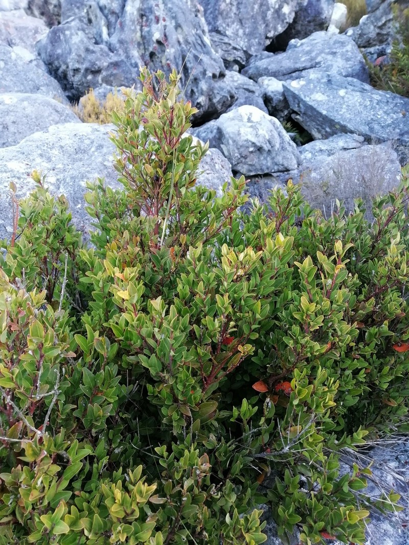 Apodytes geldenhuysii photo 6