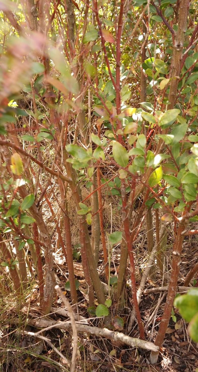 Apodytes geldenhuysii photo 8